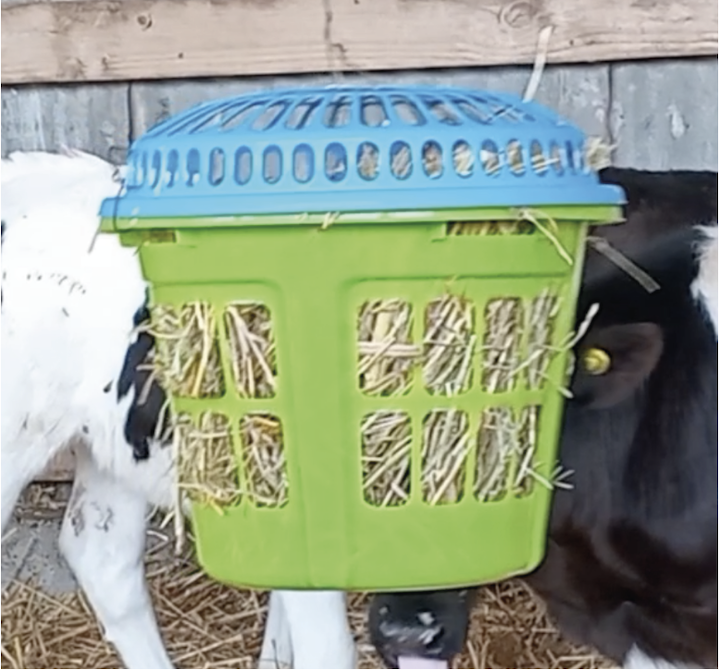 AGROCOLUN | Ambientes Enriquecidos para Terneros Promoviendo Conductas Naturales y Reducción del Estrés | AGROCOLUN Agrocolun 77 | bienestar animal | ambientes enriquecidos