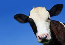 Boletín Climático AGROCOLUN 77 | Boletín Climático