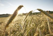 Centeno Híbrido Una Promisoria Alternativa  para la Alimentación de Vacas Lecheras AGROCOLUN 77 | COMERCIAL | Centeno Híbrido Una Promisoria Alternativa para la Alimentación de Vacas Lecheras