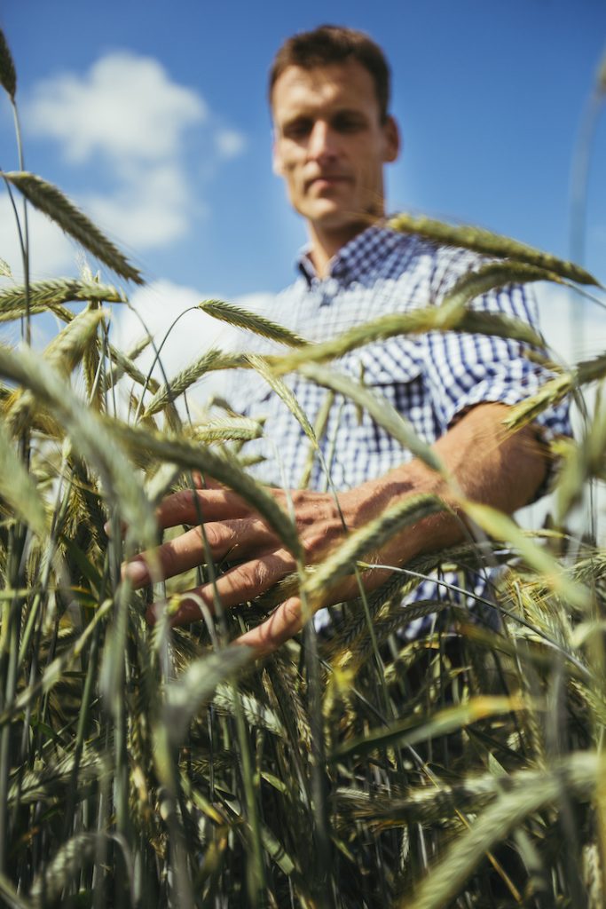 Agrocolun 77 | comercial | centeno híbrido una promisoria alternativa para la alimentación de vacas lecheras