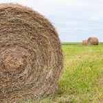 Determinación de Materia Seca en Freidora de Aire ¡Un método fácil a nuestro alcance! AGROCOLUN 77 | NUTRICIÓN | Determinación de Materia Seca en Freidora de Aire