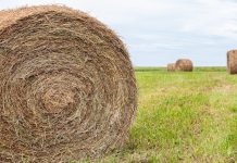 Determinación de Materia Seca en Freidora de Aire ¡Un método fácil a nuestro alcance! AGROCOLUN 77 | NUTRICIÓN | Determinación de Materia Seca en Freidora de Aire