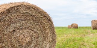 Agrocolun 77 | nutrición | determinación de materia seca en freidora de aire