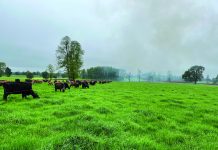 Control de Malezas en Praderas AGROCOLUN 78 | AGRÍCOLA | Control de Malezas