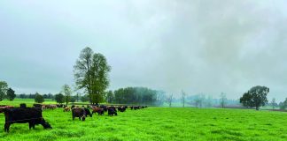 AGROCOLUN 78 | AGRÍCOLA | Control de Malezas