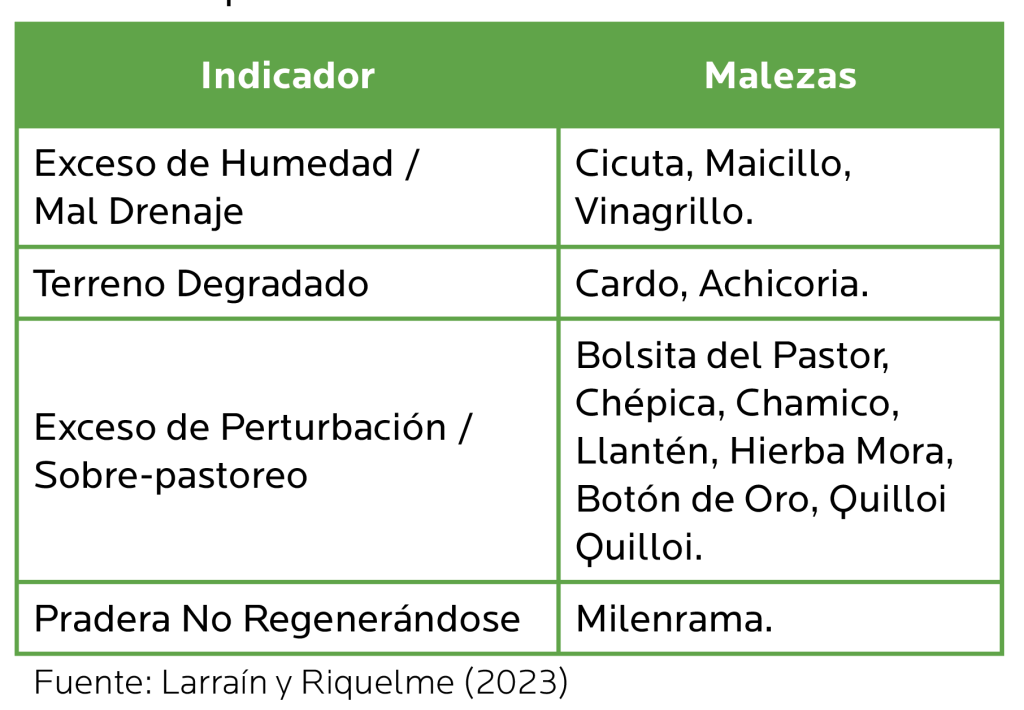 AGROCOLUN Edición 78 | Control de Malezas en Praderas | AGROCOLUN Edición 78 AGROCOLUN 78 | AGRÍCOLA | Control de Malezas