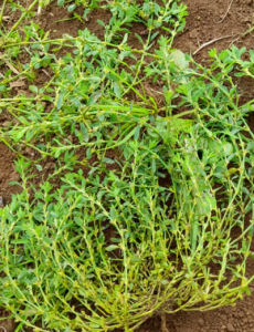 AGROCOLUN 78 | AGRÍCOLA | Control de Malezas