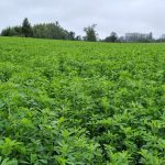 Claves para un Establecimiento Exitoso de la Alfalfa AGROCOLUN 78 | AGRÍCOLA | Claves para el Establecimiento de la Alfalfa