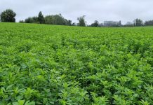 Claves para un Establecimiento Exitoso de la Alfalfa AGROCOLUN 78 | AGRÍCOLA | Claves para el Establecimiento de la Alfalfa