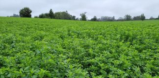 AGROCOLUN 78 | AGRÍCOLA | Claves para el Establecimiento de la Alfalfa