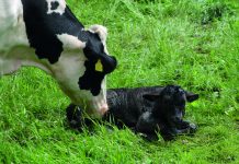 Entendiendo el Comportamiento de las Vacas Lecheras Durante el Parto AGROCOLUN 78 | BIENESTAR ANIMAL | Entendiendo el Comportamiento de las Vacas Lecheras Durante el Parto