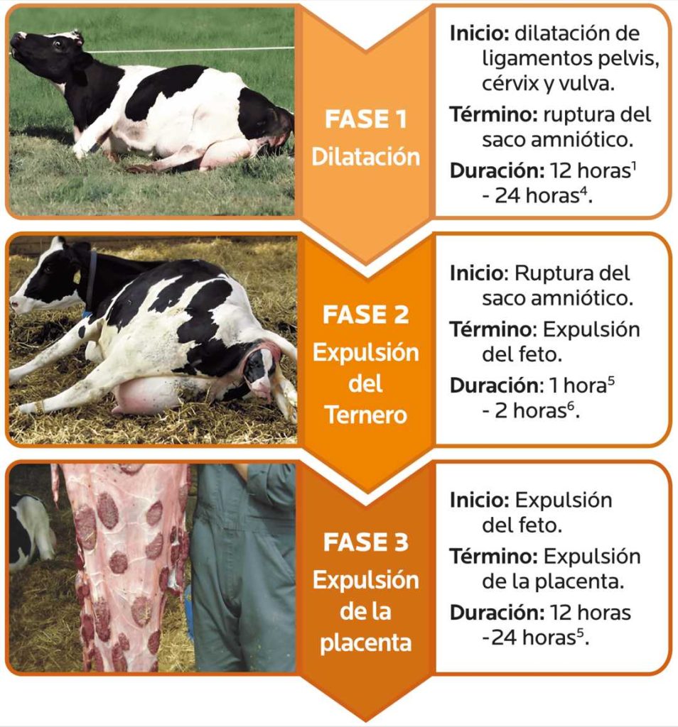 AGROCOLUN 77 | BIENESTAR ANIMAL | Entendiendo el Comportamiento de las Vacas Lecheras Durante el Parto