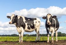 Condición Corporal y Fertilidad AGROCOLUN 78 | NUTRICIÓN | Condición Corporal y Fertilidad