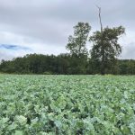 Cultivos Suplementarios de Verano Una Herramienta Clave para los Sistemas Productivos Lecheros AGROCOLUN 79 | AGRÍCOLA | Cultivos Suplementarios de Verano: Una Herramienta Clave para los Sistemas Productivos Lecheros