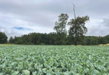 Cultivos Suplementarios de Verano Una Herramienta Clave para los Sistemas Productivos Lecheros AGROCOLUN 79 | AGRÍCOLA | Cultivos Suplementarios de Verano: Una Herramienta Clave para los Sistemas Productivos Lecheros