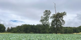 AGROCOLUN 79 | AGRÍCOLA | Cultivos Suplementarios de Verano: Una Herramienta Clave para los Sistemas Productivos Lecheros