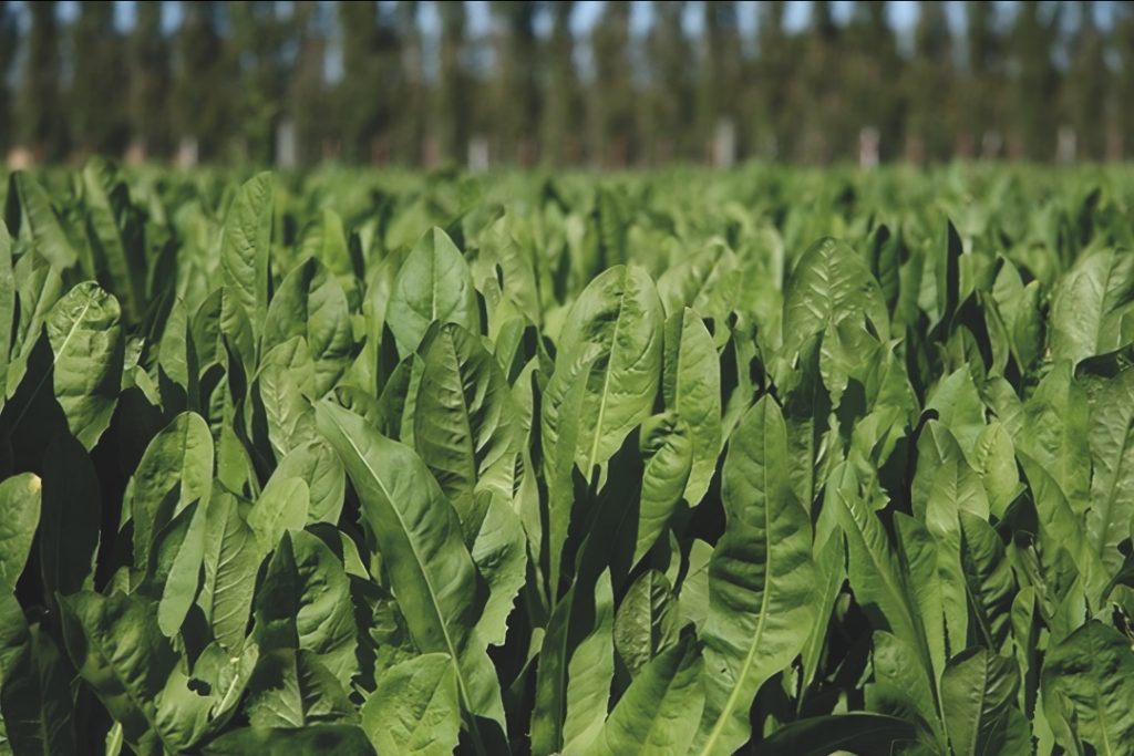 AGROCOLUN 79 | AGRÍCOLA | Cultivos AGROCOLUN 79 | AGRÍCOLA | Cultivos Suplementarios de Verano: Una Herramienta Clave para los Sistemas Productivos Lecheros
