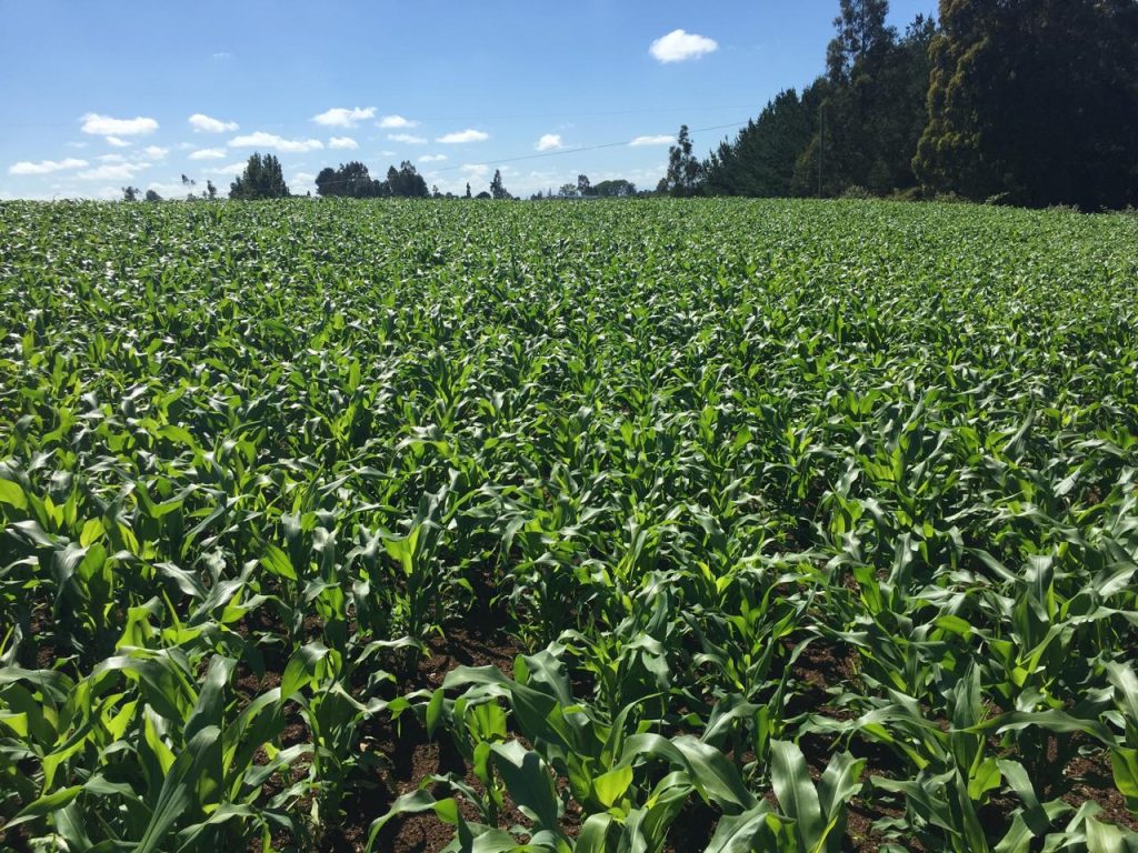 AGROCOLUN 79 | AGRÍCOLA | Cultivos Suplementarios de Verano: Una Herramienta Clave para los Sistemas Productivos Lecheros