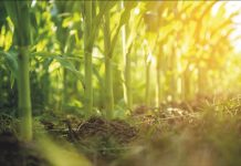 Resultados de Ensayos de Maíz: Densidad a la Siembra AGROCOLUN 79 | AGRÍCOLA | Resultados de Ensayos de Maíz: Densidad a la Siembra