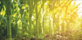 AGROCOLUN 79 | AGRÍCOLA | Resultados de Ensayos de Maíz: Densidad a la Siembra