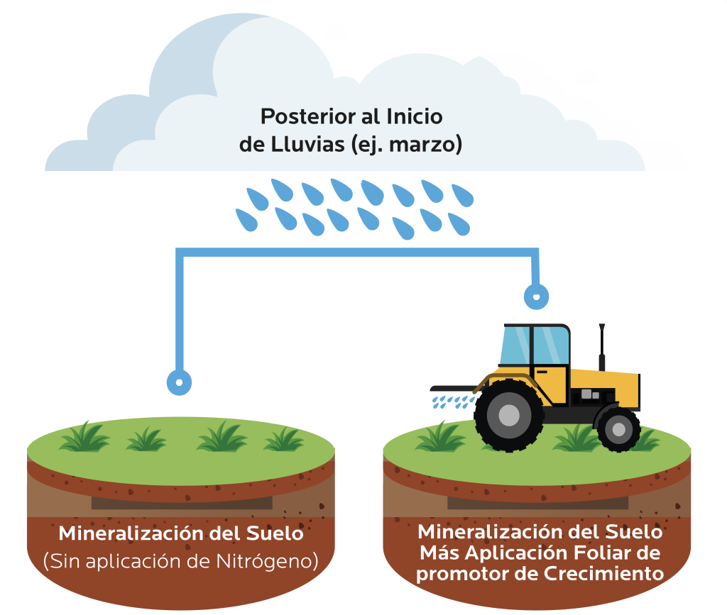 AGROCOLUN 79 | AGRÍCOLA | Estrategias de Fertilización Nitrogenada de Otoño en Praderas