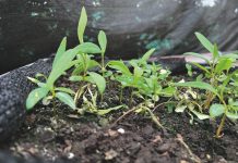 La Taxonomía  de Finanzas Sostenibles en Chile AGROCOLUN 79 | AGRÍCOLA | La Taxonomía de Finanzas Sostenibles en Chile