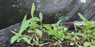 AGROCOLUN 79 | AGRÍCOLA | La Taxonomía de Finanzas Sostenibles en Chile