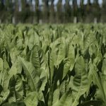 Formas de Utilización de los Cultivos Suplementarios de Verano AGROCOLUN 80 | AGRÍCOLA | Utilización de Cultivos Suplementarios