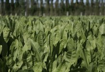 Formas de Utilización de los Cultivos Suplementarios de Verano AGROCOLUN 80 | AGRÍCOLA | Utilización de Cultivos Suplementarios