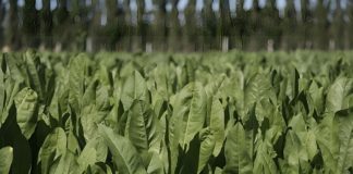 AGROCOLUN 80 | AGRÍCOLA | Utilización de Cultivos Suplementarios