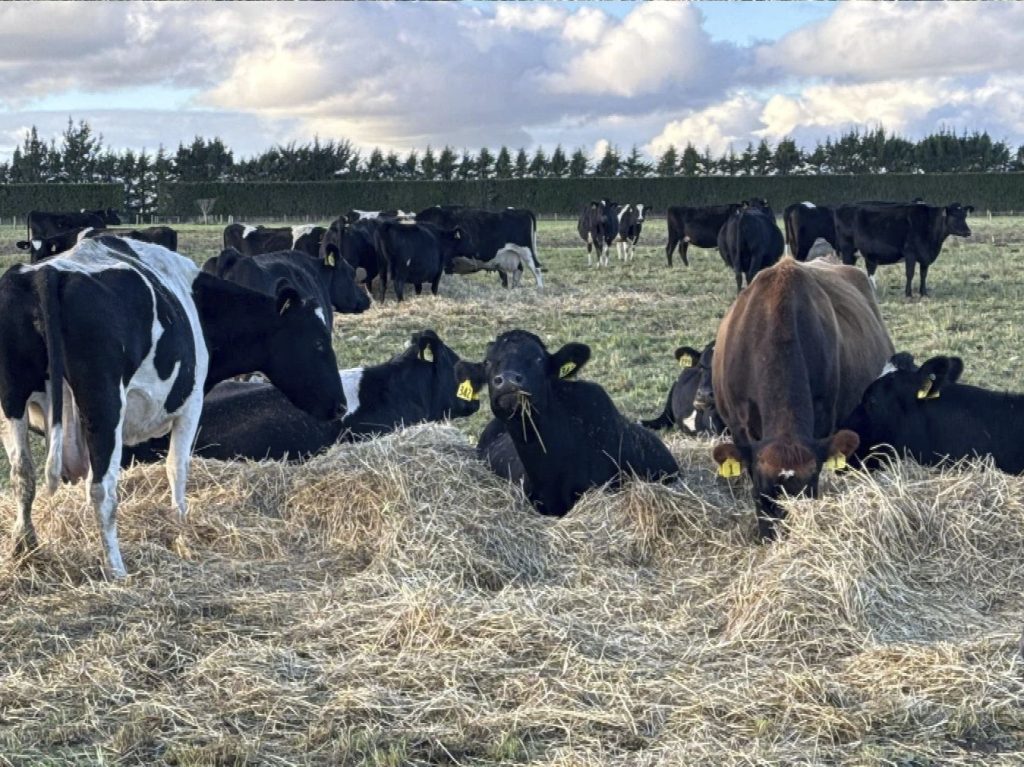 AGROCOLUN 80 | BIENESTAR ANIMAL | Estrategias de Manejo Frente a Condiciones de Manejo Invernales