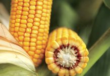 Fertilización Inteligente en Maíz: De la Intuición a la Ciencia AGROCOLUN 80 | COMERCIAL | Fertilización Inteligente en Maíz