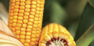 AGROCOLUN 80 | COMERCIAL | Fertilización Inteligente en Maíz