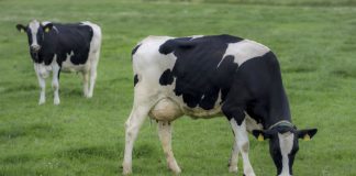 AGROCOLUN 80 | NUTRICIÓN | Perfiles Metabolicos