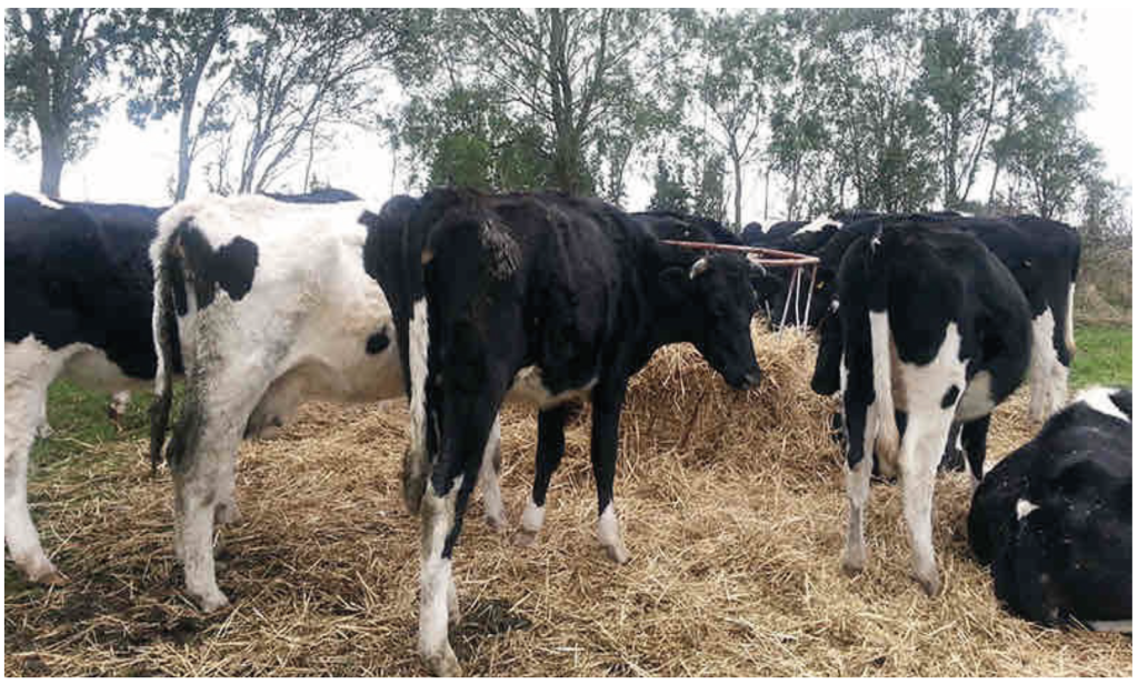 AGROCOLUN 80 | NUTRICIÓN | Perfiles Metabolicos