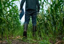 Alternativas Forrajeras para Siembra Intermaíces