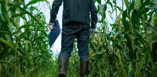 Alternativas Forrajeras para Siembra Intermaíces AGROCOLUN | Revista AGROCOLUN | COLUN