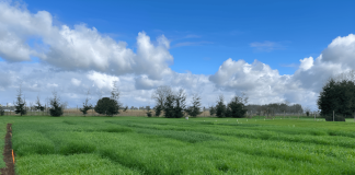 Verdeos de Invierno AGROCOLUN | Revista AGROCOLUN | COLUN