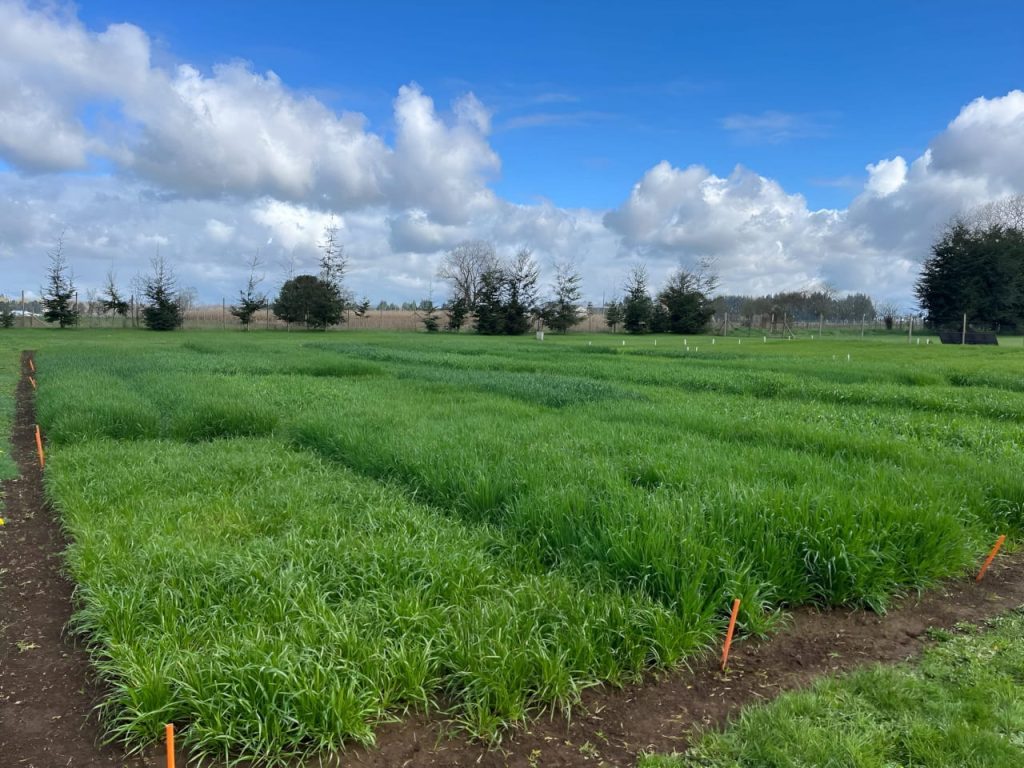 AGROCOLUN Edición 81 | Verdeos de Invierno | AGROCOLUN Edición 81