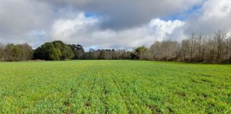 Siembra y Regeneración de Praderas en Otoño AGROCOLUN | Revista AGROCOLUN | COLUN