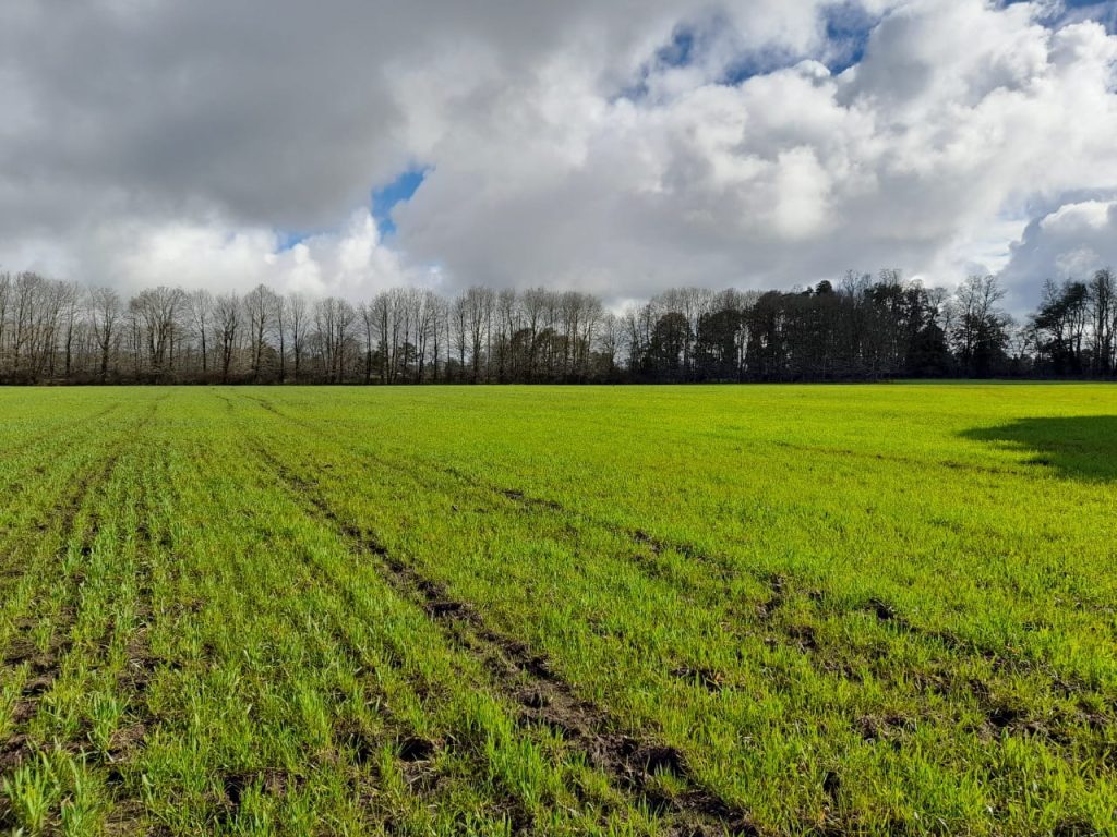 AGROCOLUN Edición 81 | Siembra y Regeneración de Praderas en Otoño | AGROCOLUN Edición 81 AGROCOLUN Edición 81 | Siembra y Regeneración de Praderas en Otoño | AGROCOLUN Edición 81