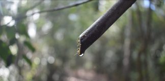 AGROCOLUN | Revista AGROCOLUN | COLUN