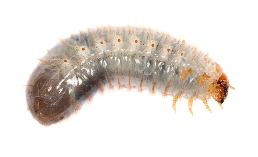 AGROCOLUN Edición 82 | Control de Plagas en Praderas Asegurando la Productividad para la Primavera | AGROCOLUN Edición 82