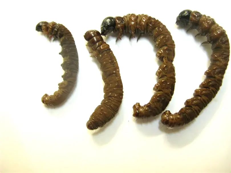 AGROCOLUN Edición 82 | Control de Plagas en Praderas Asegurando la Productividad para la Primavera | AGROCOLUN Edición 82