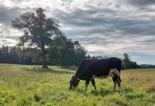 Colun Renueva por Sexto Año Consecutivo su Certificación en Bienestar Animal con Certified Humane®