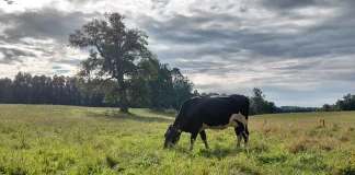 Colun Renueva por Sexto Año Consecutivo su Certificación en Bienestar Animal con Certified Humane® AGROCOLUN | Revista AGROCOLUN | COLUN