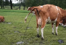 Control de Paratuberculosis Resultados Validados y Compromiso Sanitario de Colun en el Sur de Chile