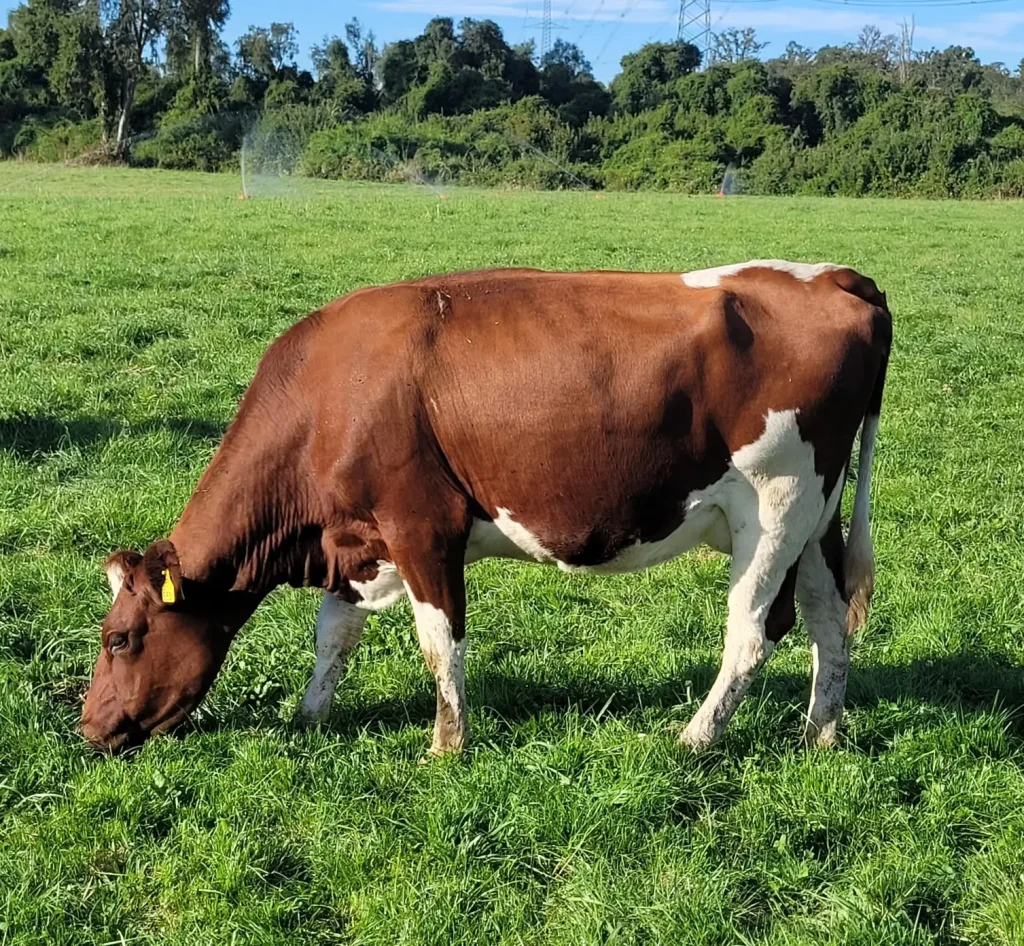 AGROCOLUN Edición 82 | Control de Paratuberculosis Resultados Validados y Compromiso Sanitario de Colun en el Sur de Chile | AGROCOLUN Edición 82 AGROCOLUN Edición 82 | Control de Paratuberculosis Resultados Validados y Compromiso Sanitario de Colun en el Sur de Chile | AGROCOLUN Edición 82