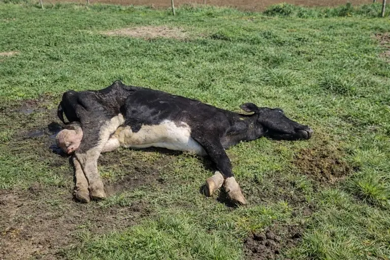 AGROCOLUN Edición 82 | Control de Paratuberculosis Resultados Validados y Compromiso Sanitario de Colun en el Sur de Chile | AGROCOLUN Edición 82 AGROCOLUN Edición 82 | Control de Paratuberculosis Resultados Validados y Compromiso Sanitario de Colun en el Sur de Chile | AGROCOLUN Edición 82