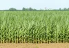 Densidad de Siembra & Población AGROCOLUN 84 | AGRÍCOLA | Densidad de Siembra y Poblacion